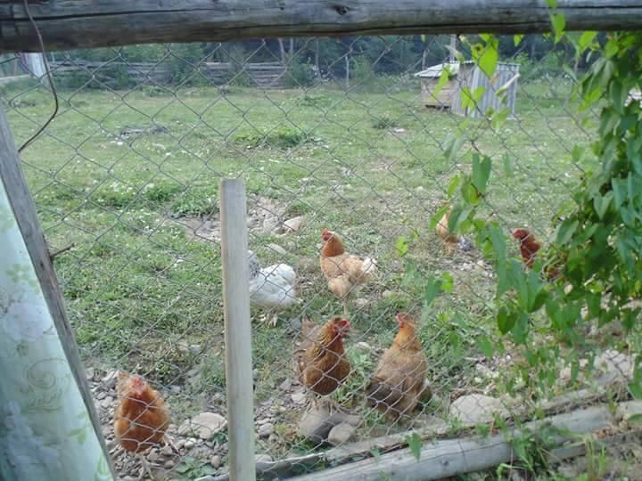 Floare De Maramures 2 Sighetu Marmaţiei Buitenkant foto